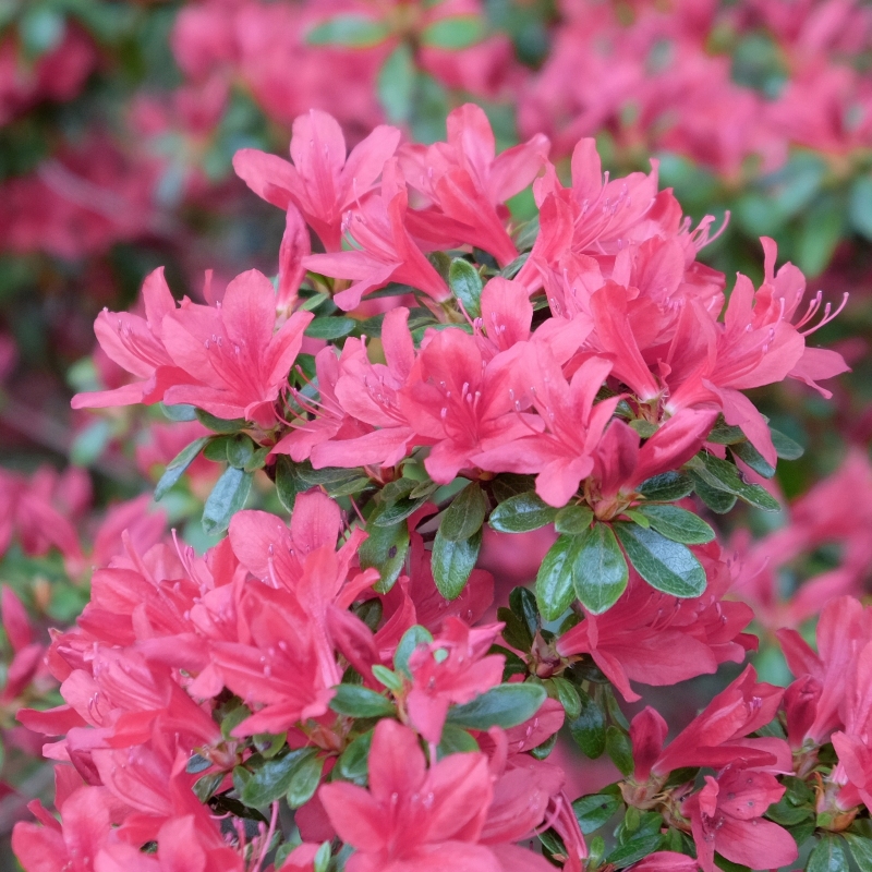 President Clay Azalea Plant With Red Blooms image